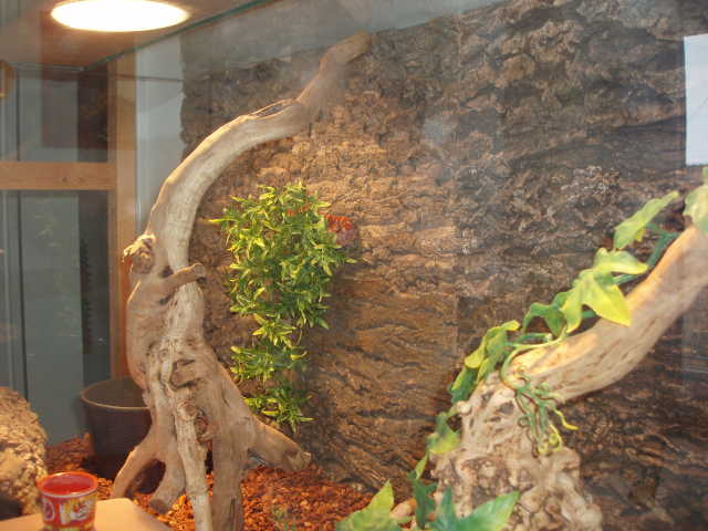 Terrarium Terrarium