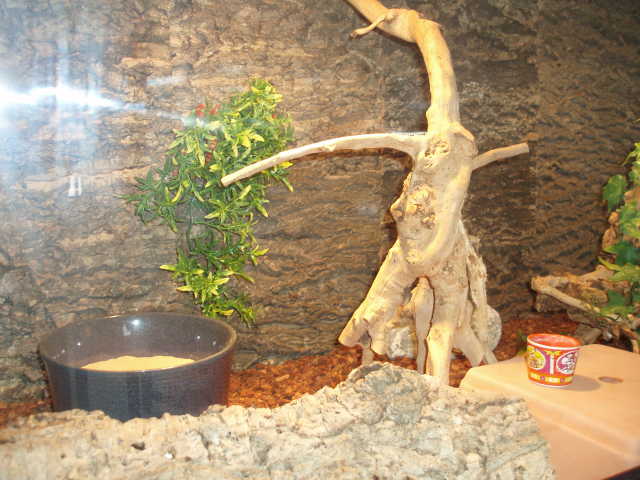 Terrarium Terrarium
