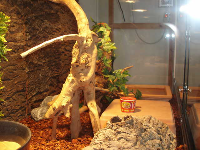 Terrarium Terrarium