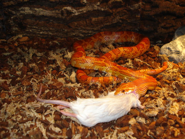 Kornnattern fressen mit Vorliebe Mäuse Kornnattern fressen mit Vorliebe Mäuse