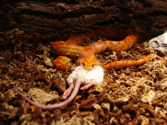 Kornnattern fressen mit Vorliebe Mäuse Kornnattern fressen mit Vorliebe Mäuse