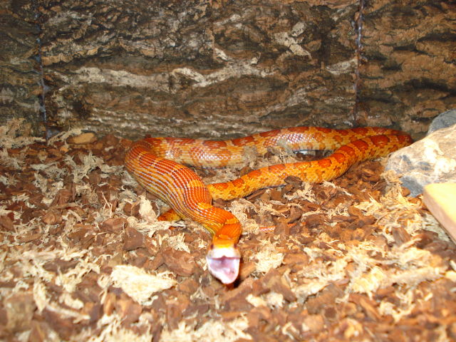 Kornnattern fressen mit Vorliebe Mäuse Kornnattern fressen mit Vorliebe Mäuse