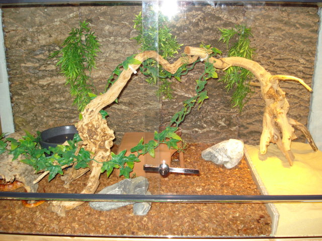 Terrarium versuchsweise mit Sandbecken Terrarium versuchsweise mit Sandbecken